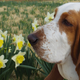 Illustration for article titled All 2013 Lazy HAL The Basset Hound Charmed Me To Death